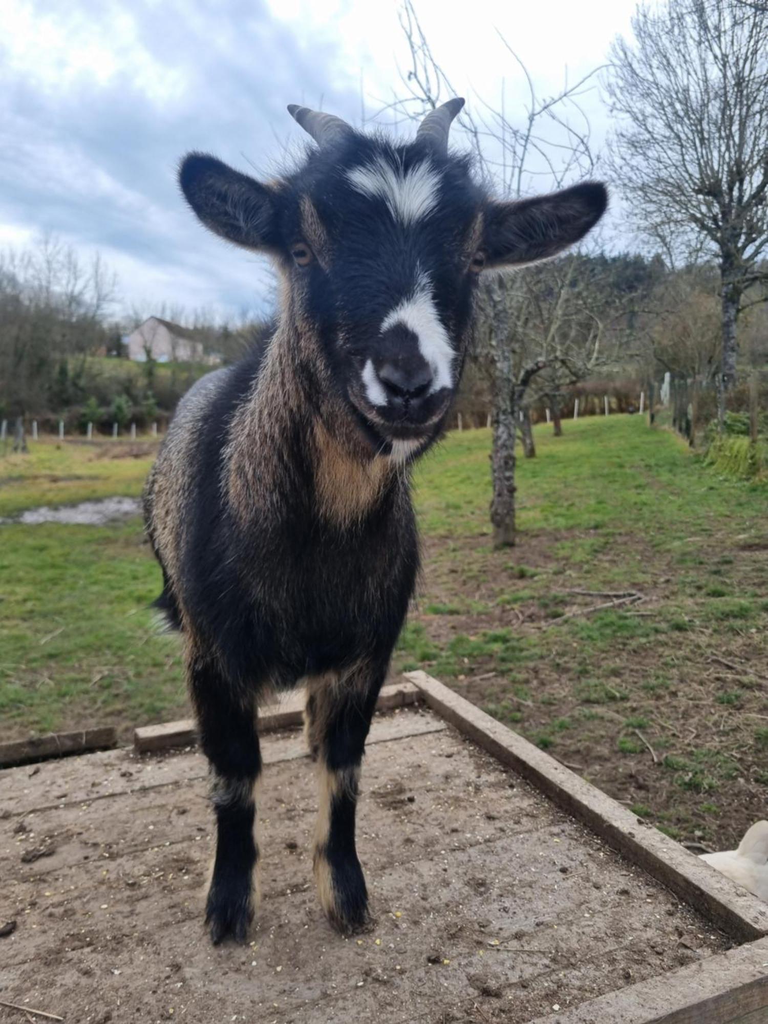 Villa La Colongère Reclesne Esterno foto