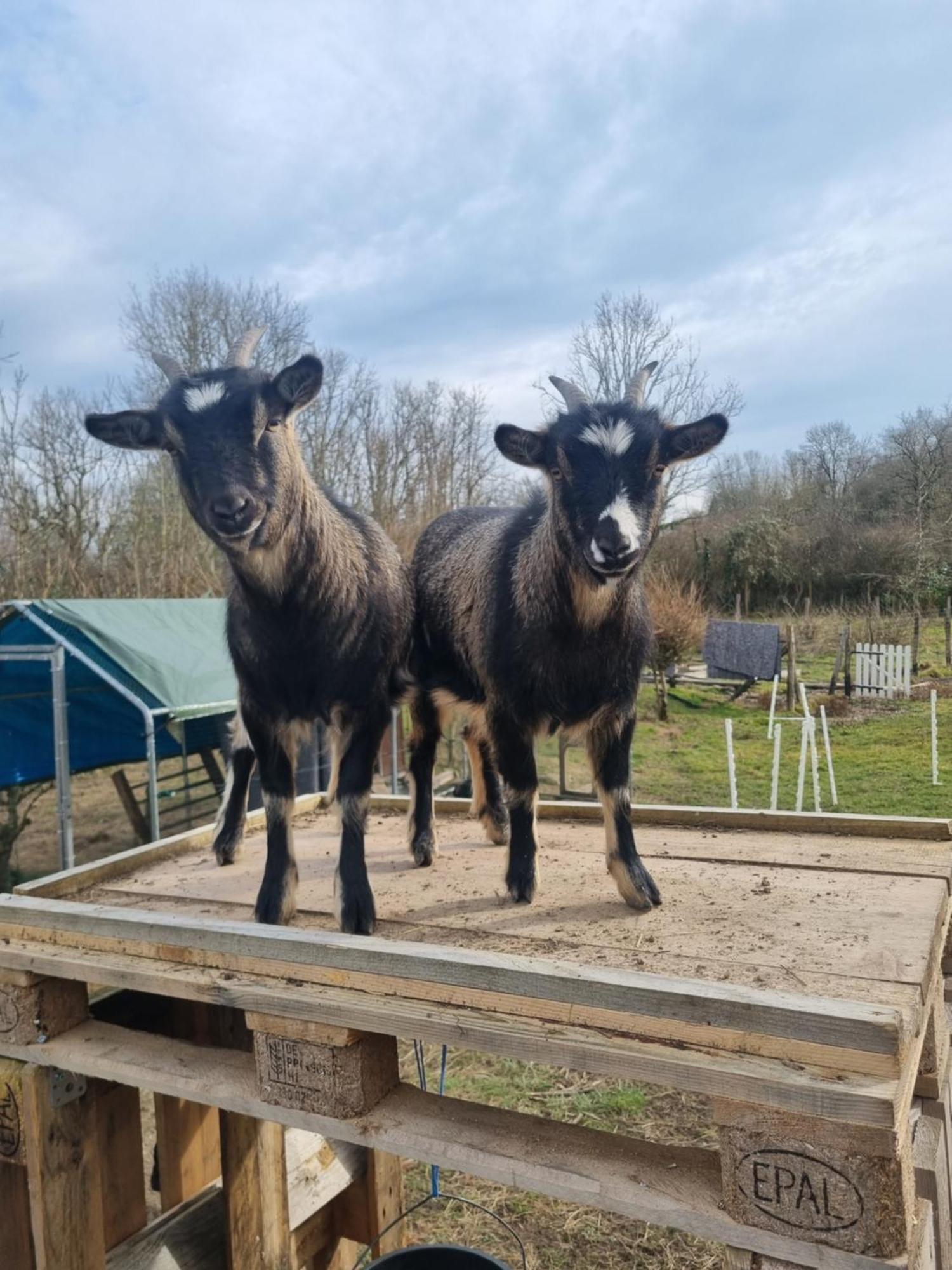 Villa La Colongère Reclesne Esterno foto